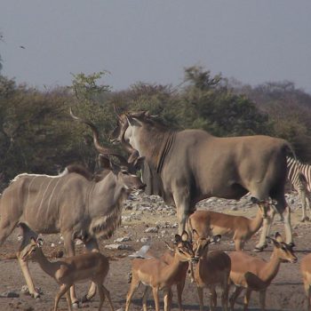 safari in Etosha